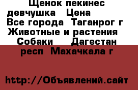 Щенок пекинес девчушка › Цена ­ 2 500 - Все города, Таганрог г. Животные и растения » Собаки   . Дагестан респ.,Махачкала г.